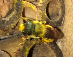 Osmia coloradensis