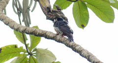 Melanerpes cruentatus
