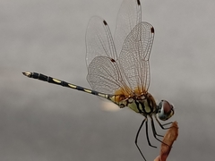 Trithemis pallidinervis