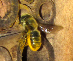 Osmia coloradensis