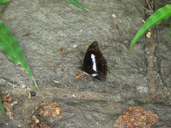 Athyma selenophora