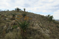 Aloe marlothii