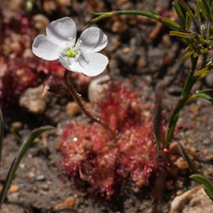 Drosera trinervia