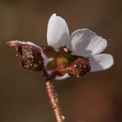 Drosera trinervia