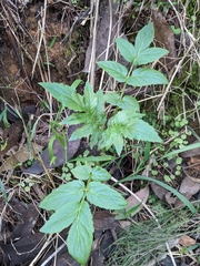 Sambucus gaudichaudiana