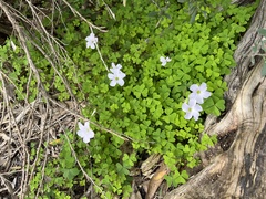 Oxalis incarnata