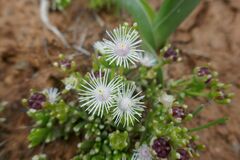 Delosperma