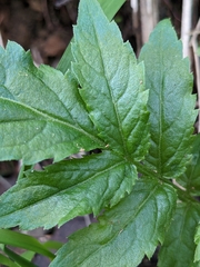 Sambucus gaudichaudiana