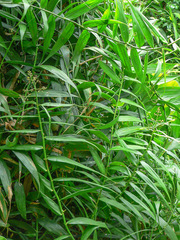 Flagellaria indica