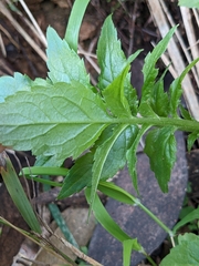 Sambucus gaudichaudiana