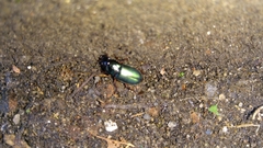 Harpalus affinis