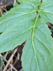 Sambucus gaudichaudiana
