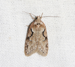 Semioscopis steinkellneriana
