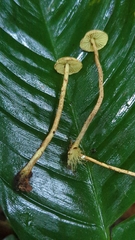 Lepiota trichroma