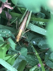 Aiolopus thalassinus tamulus