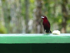 Ramphocelus carbo