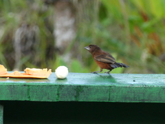 Ramphocelus carbo