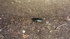 Harpalus affinis
