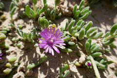 Drosanthemum candens