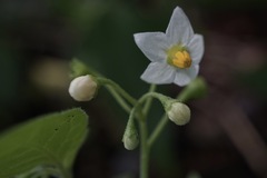 Solanum nigrum