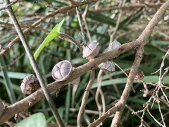 Leptospermum squarrosum
