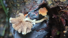 Candolleomyces tuberculatus