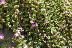 Drosanthemum candens