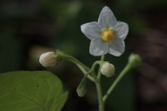 Solanum nigrum