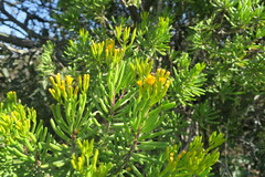 Senecio barbertonicus