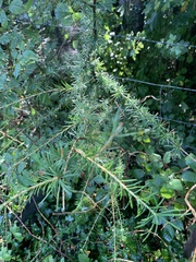 Larix decidua