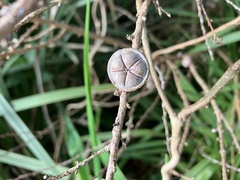 Leptospermum squarrosum