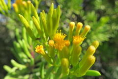 Senecio barbertonicus