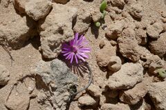 Drosanthemum candens