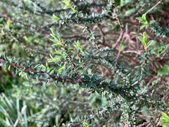 Leptospermum squarrosum