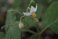 Solanum nigrum