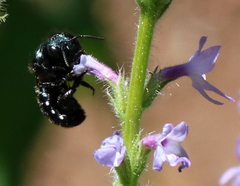 Osmia