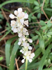 Liriope spicata
