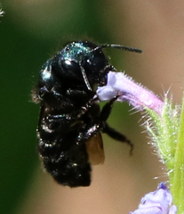 Osmia