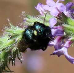 Osmia