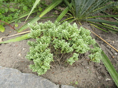 Veronica × andersonii