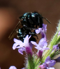 Osmia
