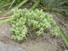 Veronica × andersonii