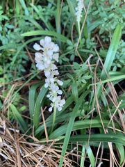 Liriope spicata