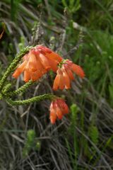 Erica cerinthoides