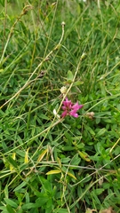 Onobrychis viciifolia