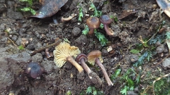 Cantharellus