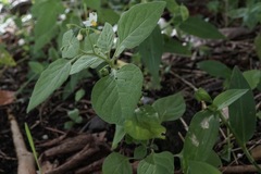 Solanum nigrum