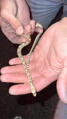 Pituophis catenifer affinis