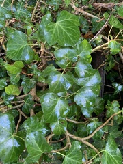 Hedera colchica