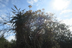 Senecio pleistocephalus